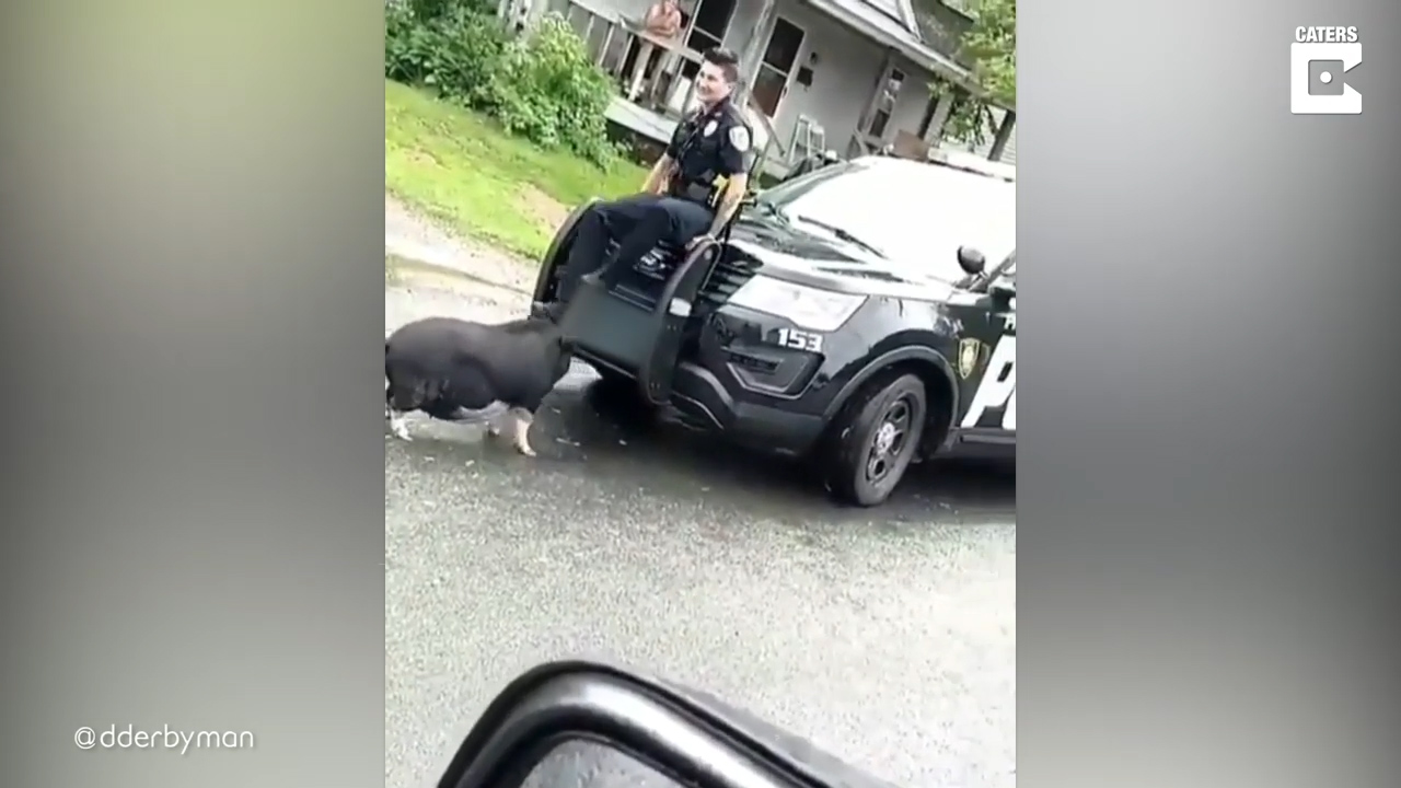 二师兄怒了!警察被宠物猪逼到跳上汽车躲避围