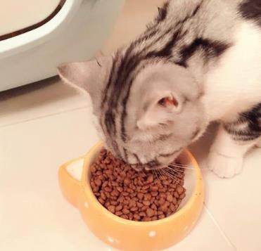 养猫一定要喂猫粮吗 养猫，一定要吃这三种肉！只吃猫粮的猫，相当于白养！