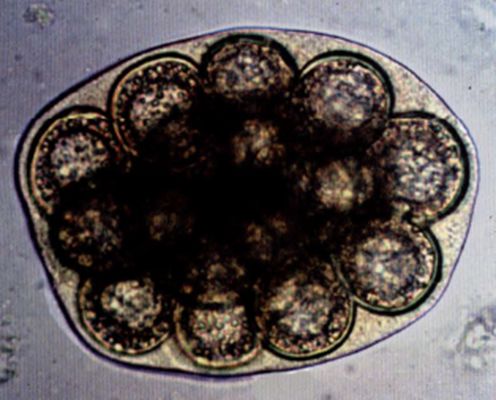 犬复孔绦虫卵袋58-7608m*40-5108m兽医寄生虫学第9版72犬复孔