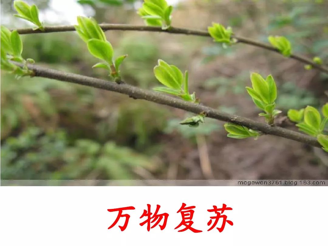 百花齐放百鸟争鸣猜一成语_百花齐放百鸟争鸣图片(3)
