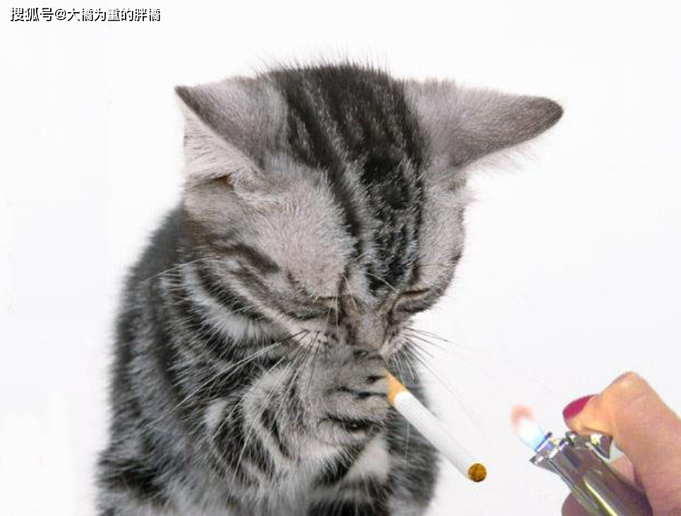 不会吸烟的猫好不好