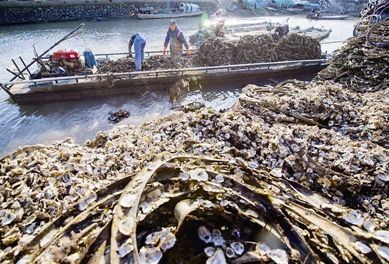 宁波人喜爱的牡蛎又肥了！这些做法，你最中意哪个？ 