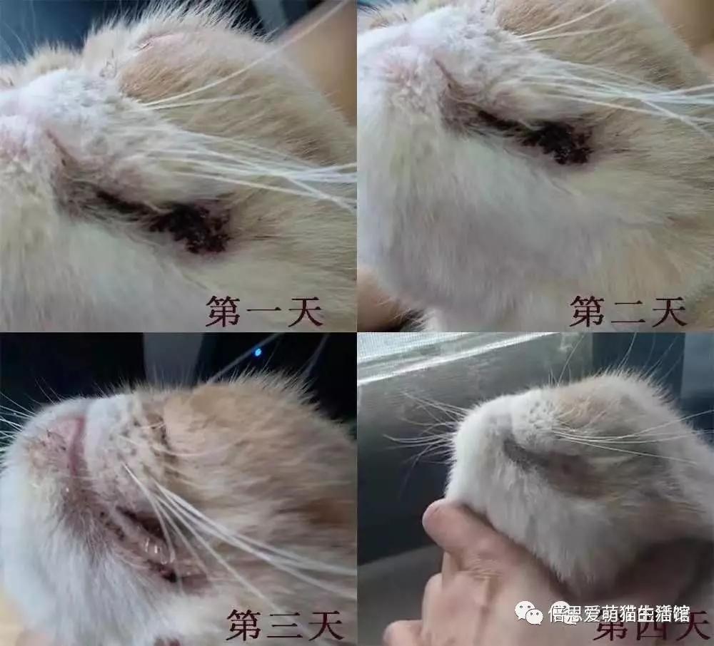 教你怎么辨别猫藓,猫长藓的治疗方法