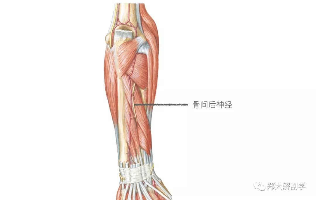 应用解剖桡神经在肘关节水平附近分成两支,浅支为感觉支,深支为运动