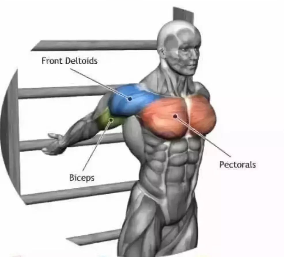 腹直肌:rectus abdominis 14 背阔肌中段:lats middle back;traps