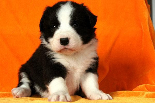 养宠物心得分享- 怎样给狗狗选择奶粉，给狗狗选奶粉小窍门