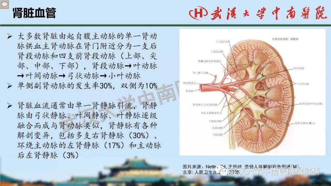 肾脏解剖与实性肿瘤的ctmri诊断梅列军