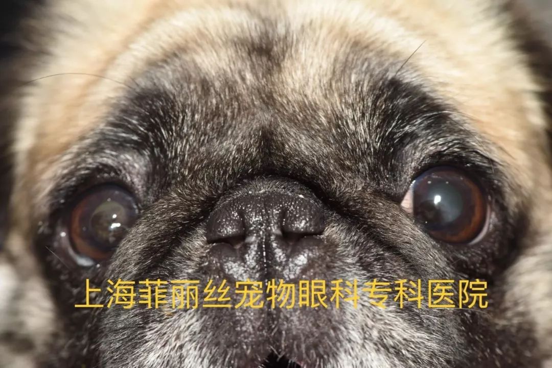 巴哥犬内眦毛发刺激导致的角膜色素性角膜炎和流泪症总结探寻流泪症的