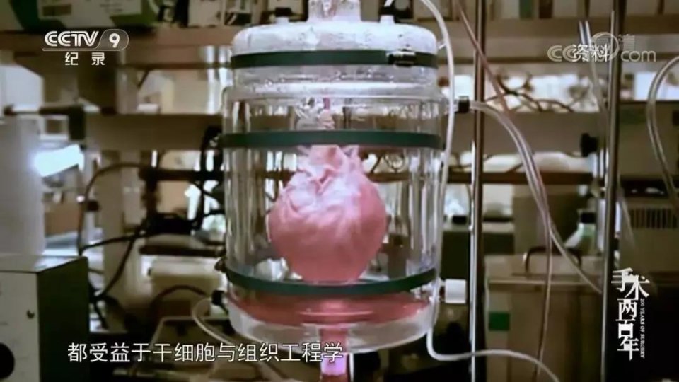 胚胎干细胞治疗法，是“克隆”技术的核心