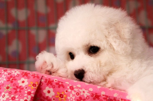 养宠物心得分享- 50天上下的比熊幼犬一天吃是多少的婴儿米糊适合