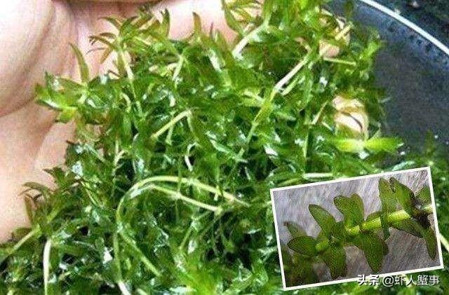 冬天能养的水草 298932b1b1ba4258b539910ab70cb13e.jpeg
