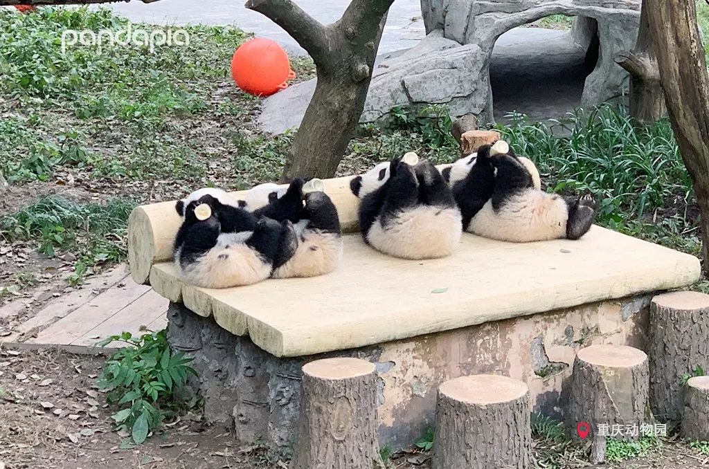 春节准备做什么?四川熊猫教你如何打麻将