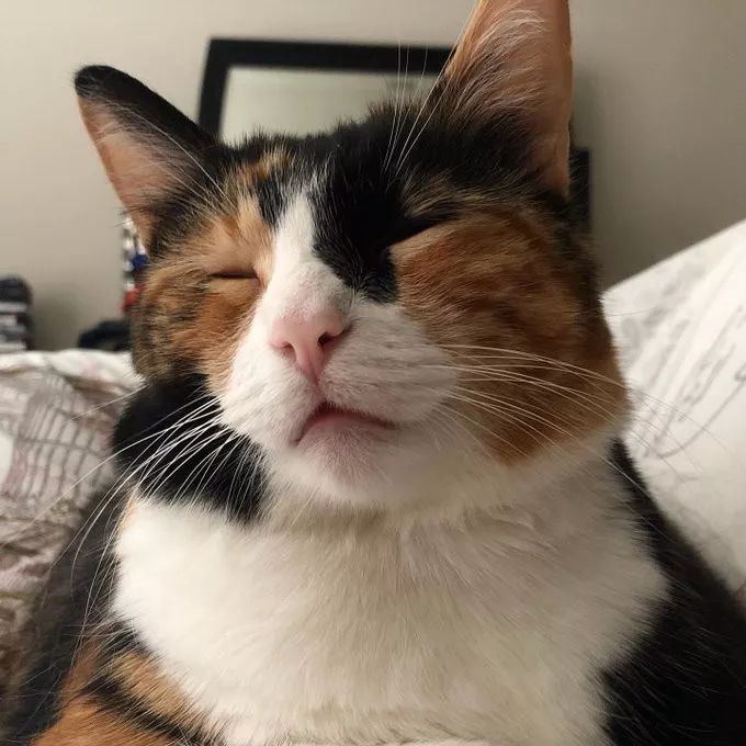 推主家的猫咪,利用这种方式叫醒铲屎官,简直太有心机了!