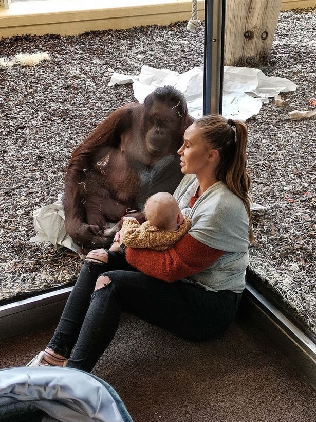 奥地利动物园现温情时刻 雌猩猩坚定守护哺乳妈妈 