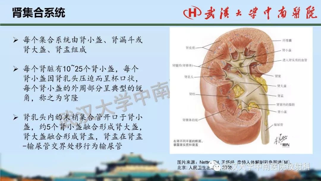 肾脏解剖与实性肿瘤的ctmri诊断梅列军