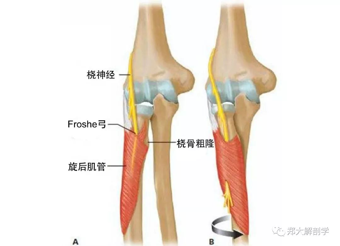 骨间后神经通过旋后肌的浅层和深层之间,故将其称为旋后肌管,旋后肌管