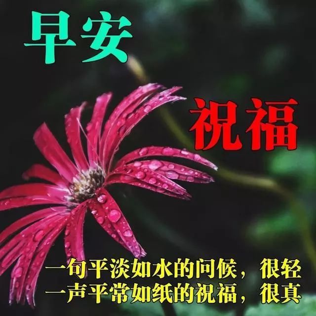 早上好的祝福语图片表情 早上好的问候语唯美句子2020