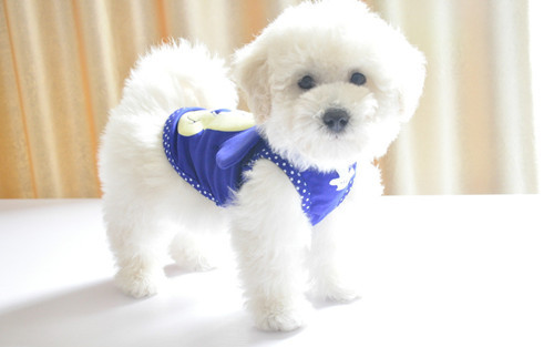 养宠物心得分享- 50天上下的比熊幼犬一天吃是多少的婴儿米糊适合