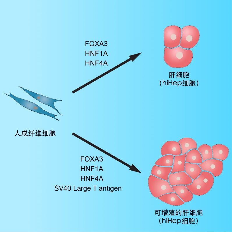 成纤维细胞(皮肤细胞)转分化为肝细胞示意图 惠利健告诉记者,将