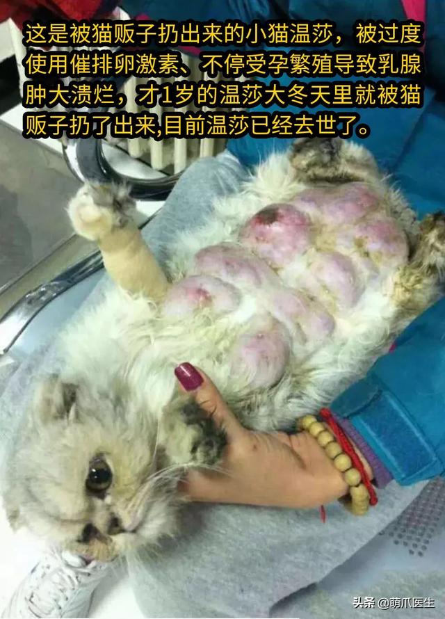 "生一窝再绝育,不然猫生不完整",猫:滚犊子