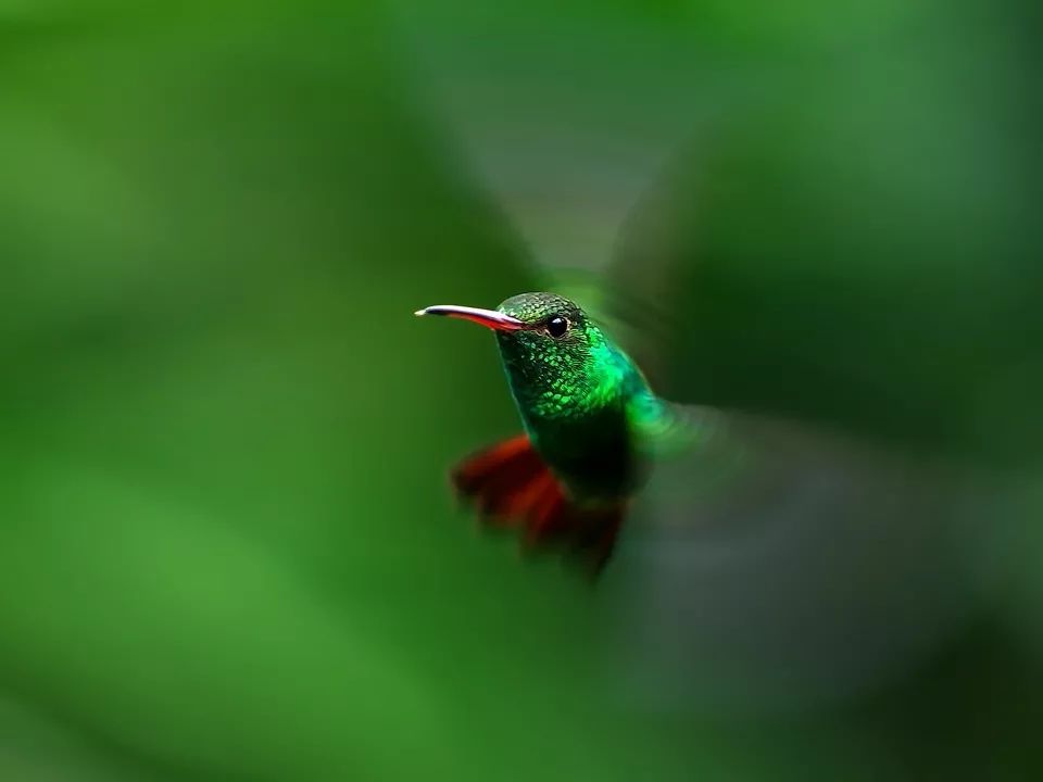 2019观鸟大年十二月优秀作品集