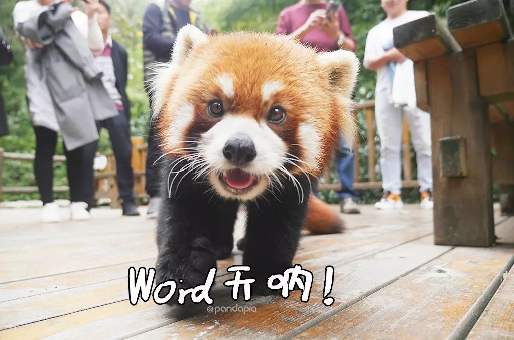 春节准备做什么?四川熊猫教你如何打麻将