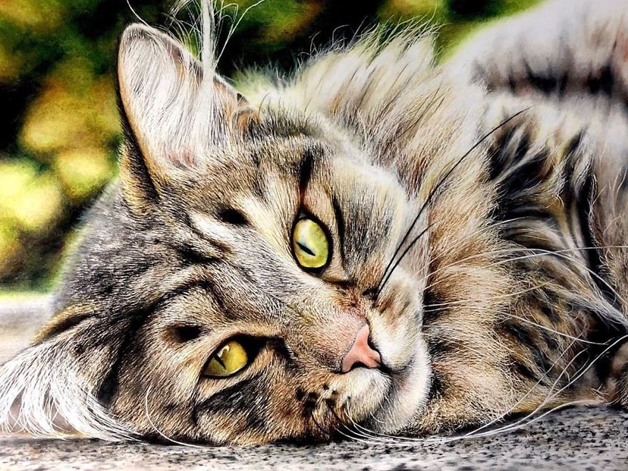这是一组逼真得令人难以置信的猫咪图画,超写实的画风让人看了都怀疑