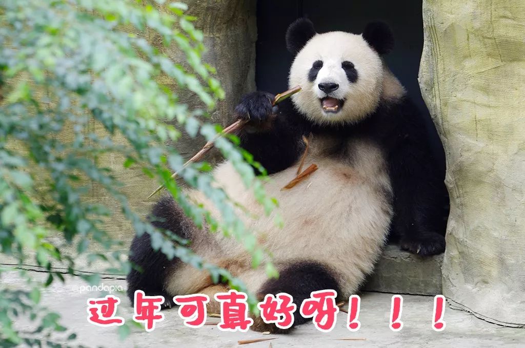 春节准备做什么?四川熊猫教你如何打麻将