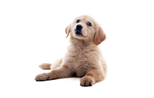 养宠物心得分享- 两月的金毛幼犬偏瘦了能够喂奶粉吗