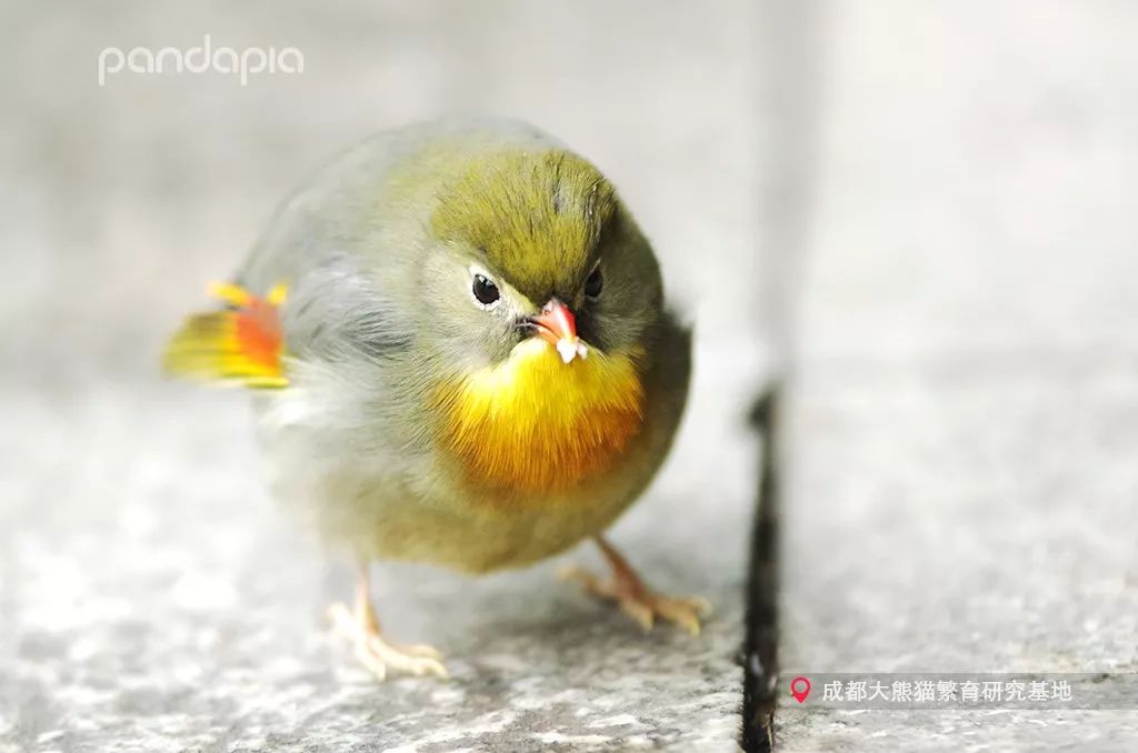 春节准备做什么?四川熊猫教你如何打麻将