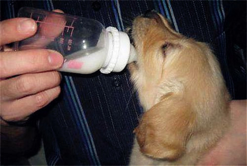 养宠物心得分享- 怎样给狗狗选择奶粉，给狗狗选奶粉小窍门