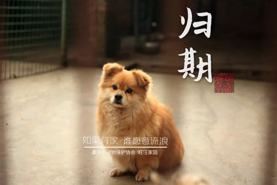 公益活动我请流浪动物吃年夜饭