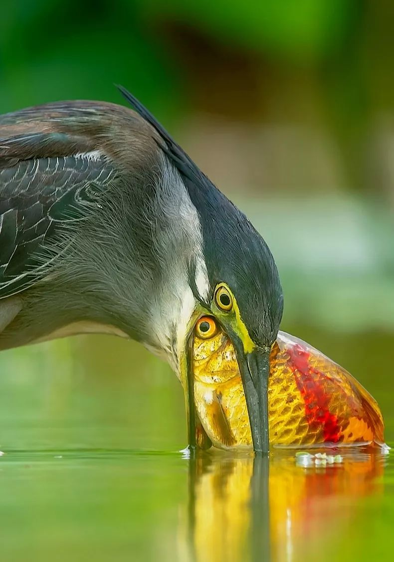 2019观鸟大年十二月优秀作品集