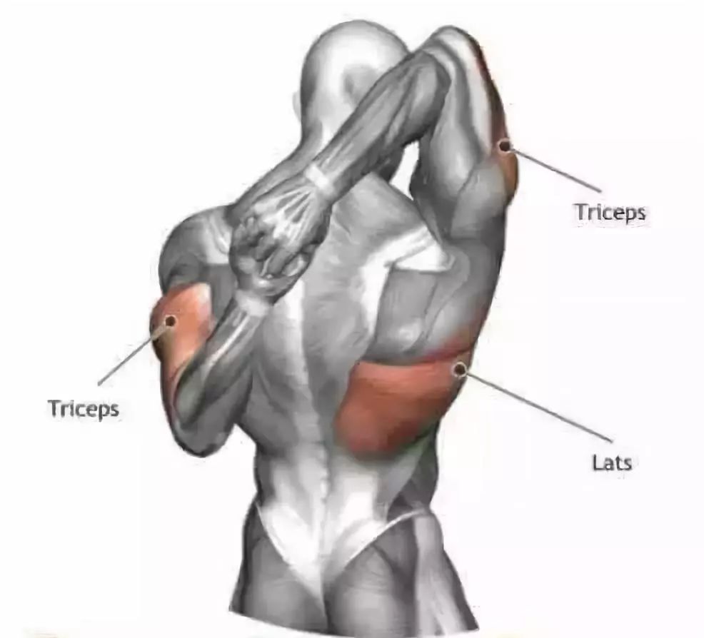 背阔肌中段:lats middle back;traps:斜方肌;腹肌:abdominals 15 前臂