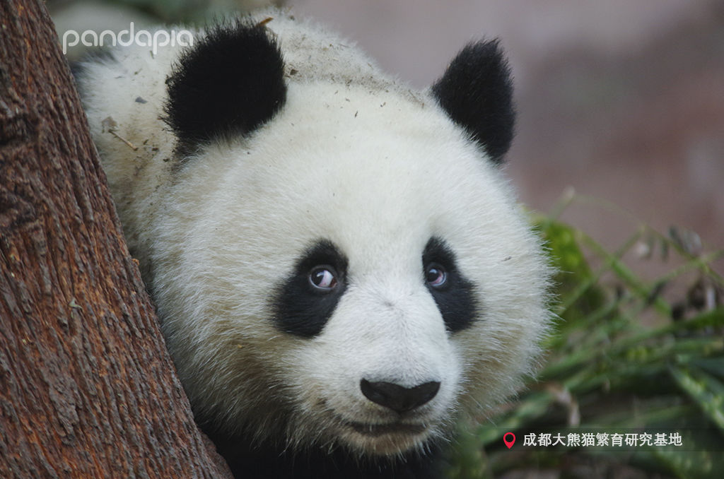 春节准备做什么?四川熊猫教你如何打麻将