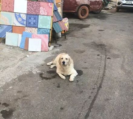 如何让狗狗自己出去玩耍自己回来 f2146b72746e4d6faab18f42d5b2e1e9.jpeg