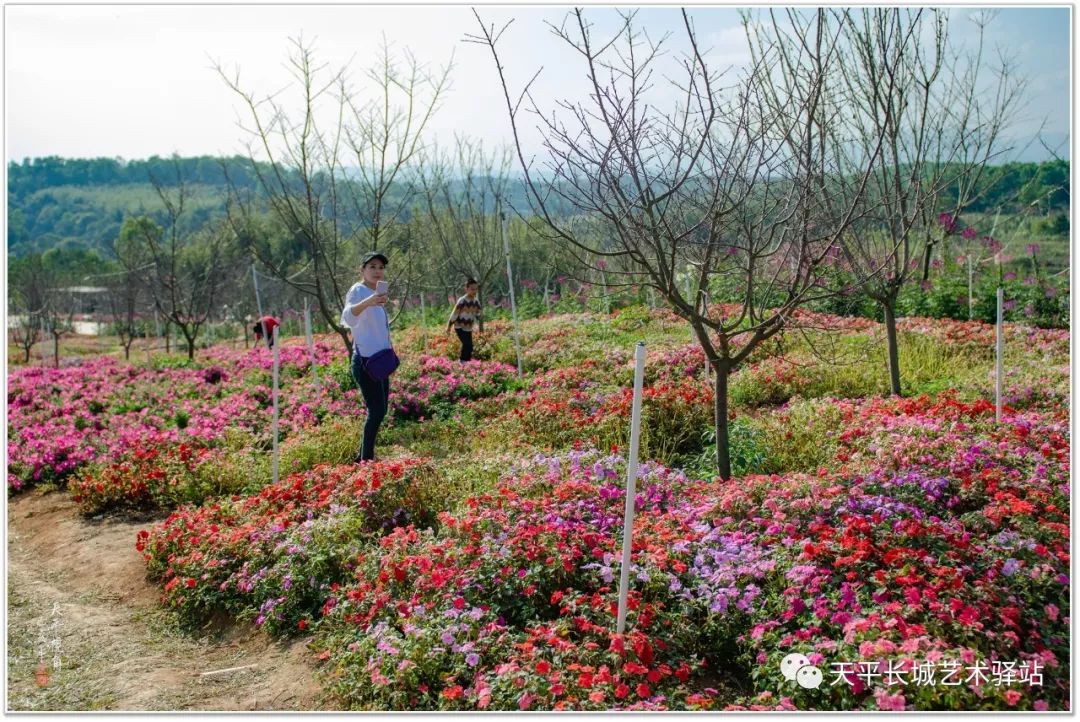 揭西樱山花谷景区位于揭西县京溪园镇曾大寮湳池村,是粤东首个以樱花