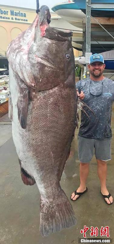 鱼比人高!美国佛罗里达钓起350磅石斑鱼