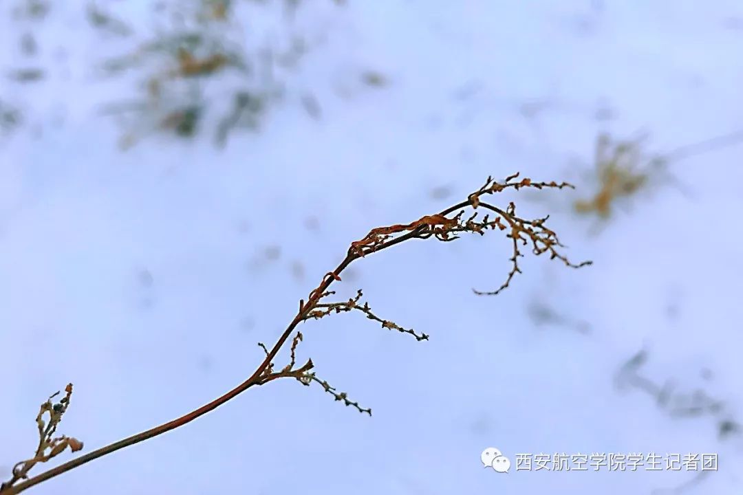 初雪何时仗尔看南雪我与梅花两白头