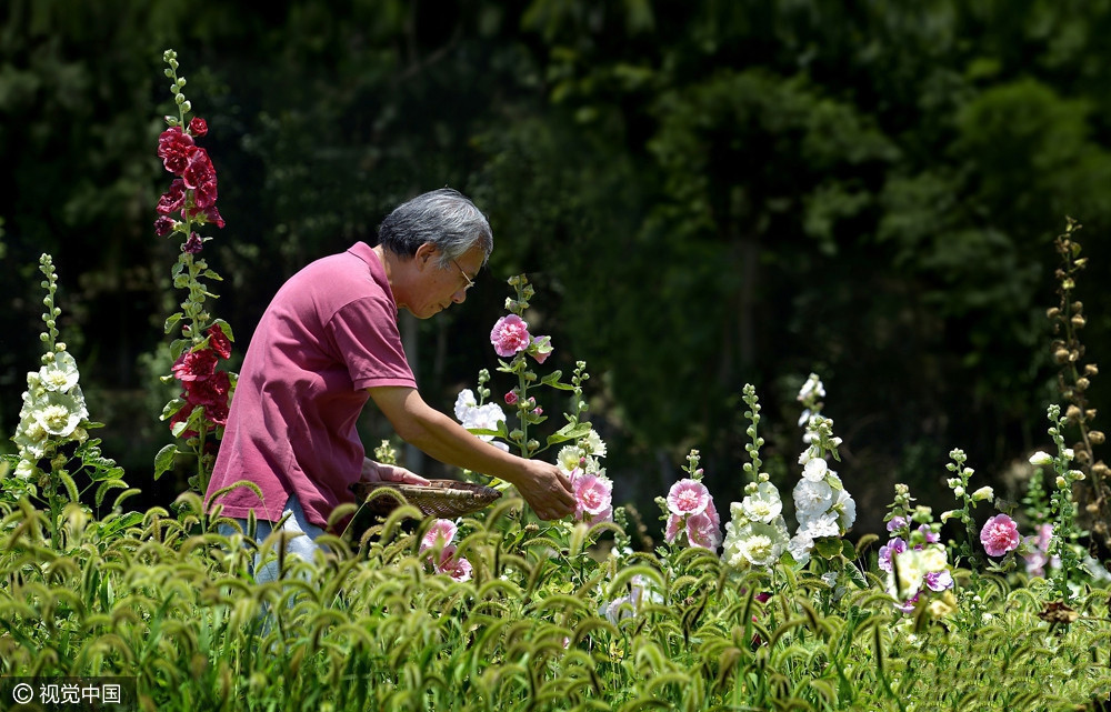 为妻打造1200亩鲜花山谷这对夫妇的爱情感动全中国