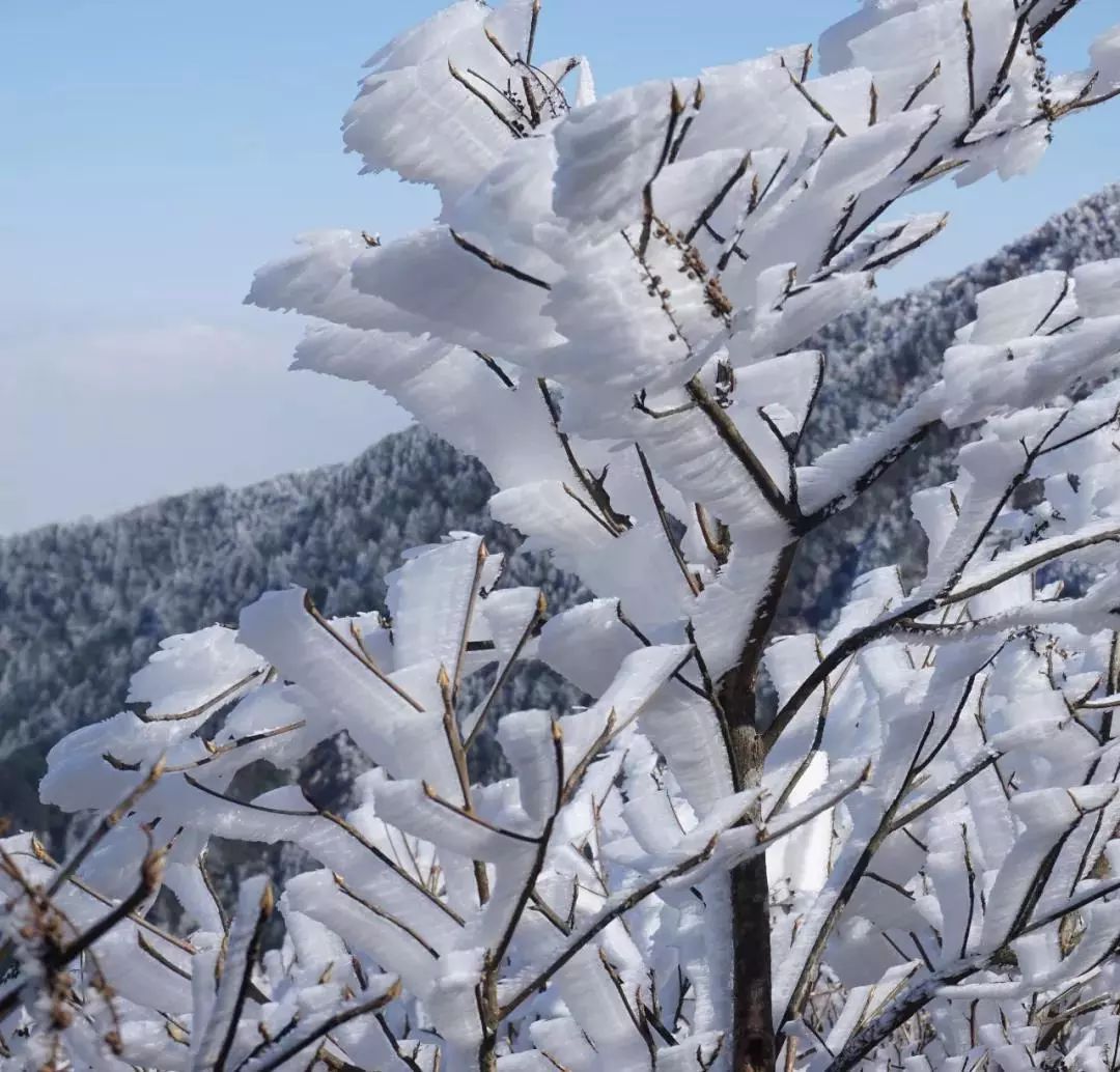 山就要进入到一年一度最美的季节—腊冬冬日的金饶山有三大美景:雪景