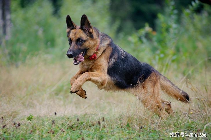 德国牧羊犬虽为警犬但有六大可怕之处你知道后还敢养么