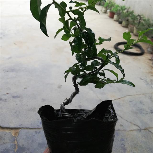 金弹子盆景选材制作与养护技术