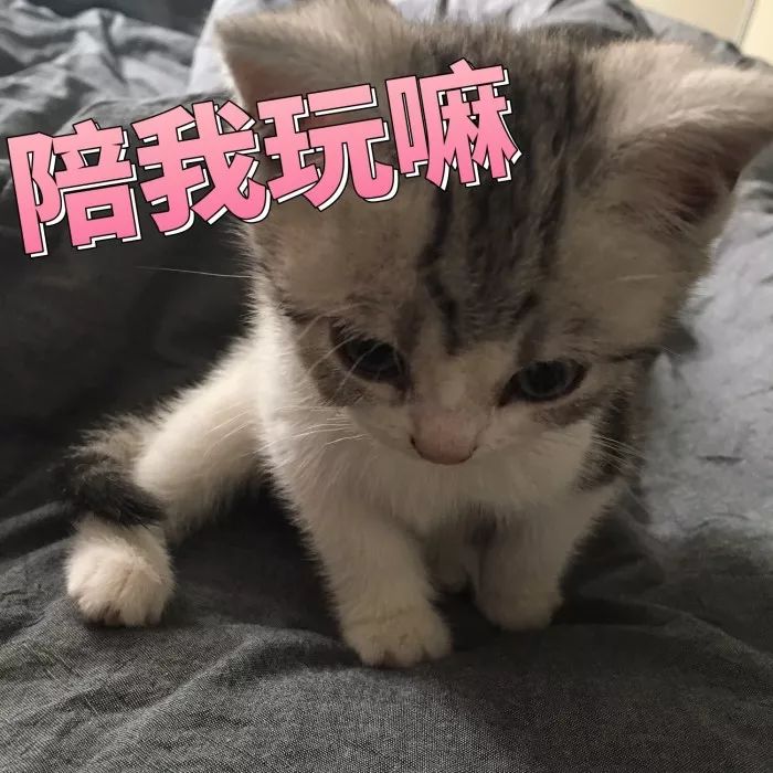 小猫一直叫怎么办