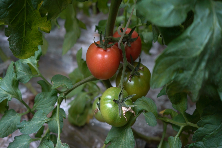 _陕西富平皇甫村：高原盐碱地种出千余亩水果番茄 儿时味道又回来了