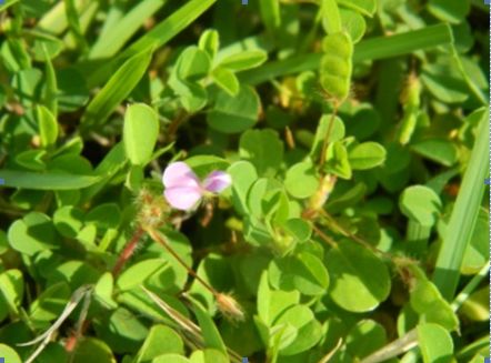 【药师说药】草地小草药——三点金,田菁和链荚豆