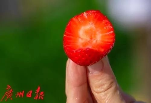 草莓杨桃砂糖橘····广州新年甜蜜蜜，一起摘果去！: