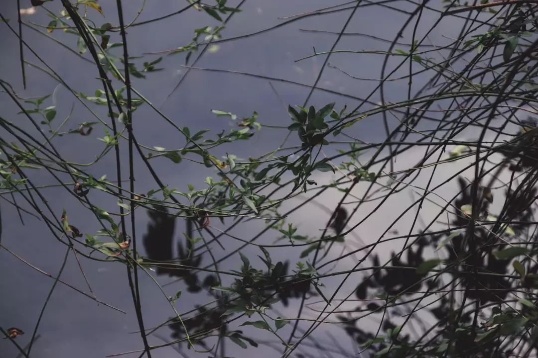 含笑有白鹭简谱_风含情水含笑简谱(3)