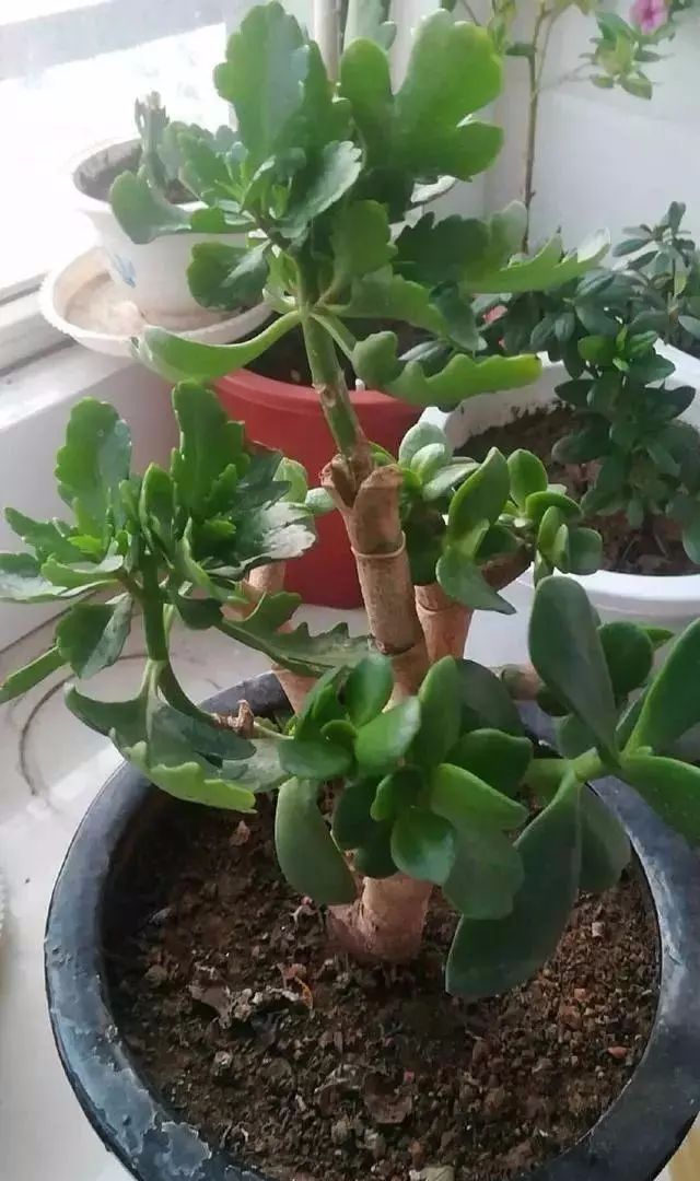 长寿花嫁接到玉树上面,天然的扦插基质,来年开的花美爆了!