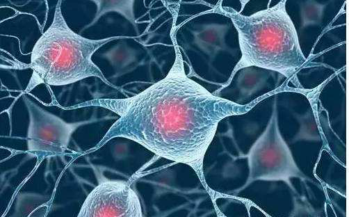 随着干细胞在国际上推广，胚胎干细胞已成为核心